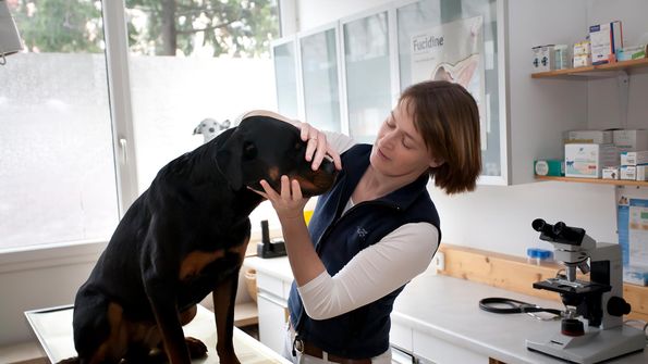 Tierärztin Dr. Astrid Mayr